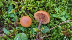 Galerina uncialis