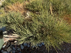 Ephedra