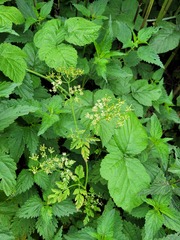 Anthriscus sylvestris