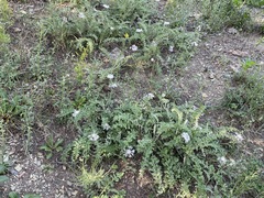 Psephellus declinatus