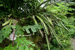 Disocactus speciosus