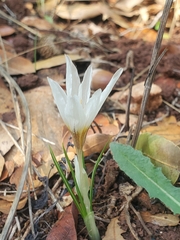 Crocus hyemalis