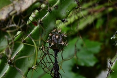 Disocactus speciosus