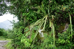 Disocactus speciosus