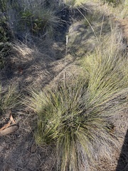 Deschampsia nubigena