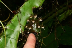 Disocactus speciosus