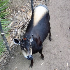 Cephalophus silvicultor