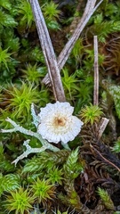 Crinipellis scabella