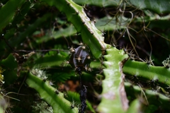 Disocactus speciosus