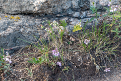 Allium rubens