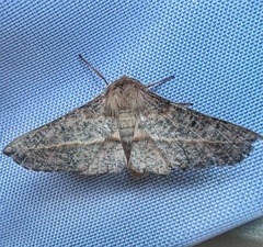 Antictenia punctunculus