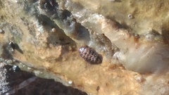 Lepidochitona caprearum