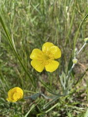 Ranunculus illyricus