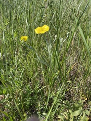 Ranunculus illyricus