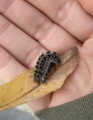 Lophocampa roseata