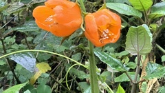 Nasa grandiflora