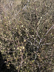 Cercocarpus betuloides