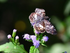 Chiomara georgina