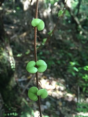 Metrosideros perforata