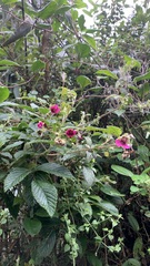 Rubus roseus