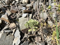 Alyssum umbellatum