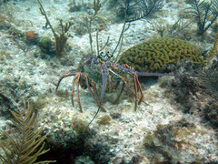 Panulirus argus