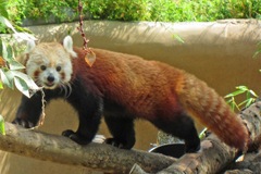 Ailurus fulgens