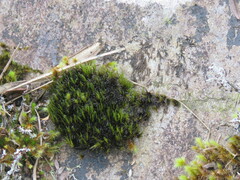 Campylopus introflexus