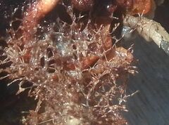 Savignyella lafontii