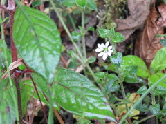 Caryophyllaceae