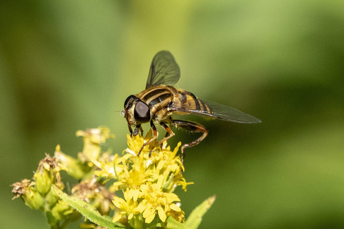 Narrow-headed Marsh Fly