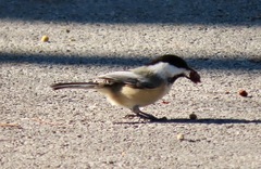 Poecile atricapillus