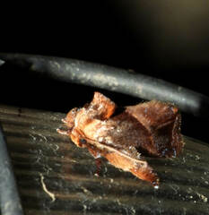 Euphobetron natadoides