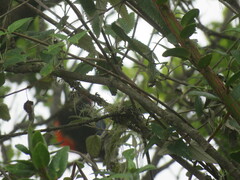 Anisognathus igniventris