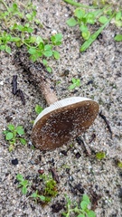 Melanoleuca polioleuca