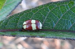 Oedionychina