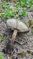 Melanoleuca polioleuca