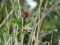 Vaccinium floribundum