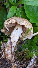 Lepiota erminea
