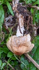 Lepiota erminea