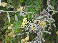 Achyrocline saturejoides