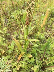 Platanthera convallariifolia