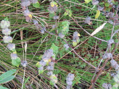 Minthostachys mollis