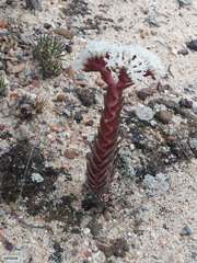 Crassula alpestris