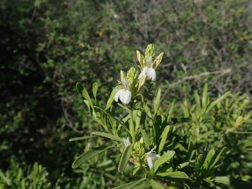 Justicia spicata image