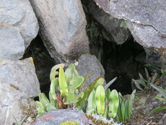 Pleopeltis macrocarpa