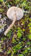Omphalina pyxidata