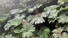 Gunnera