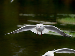Chroicocephalus ridibundus