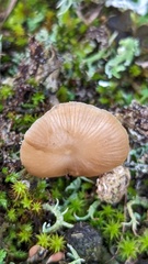Omphalina pyxidata